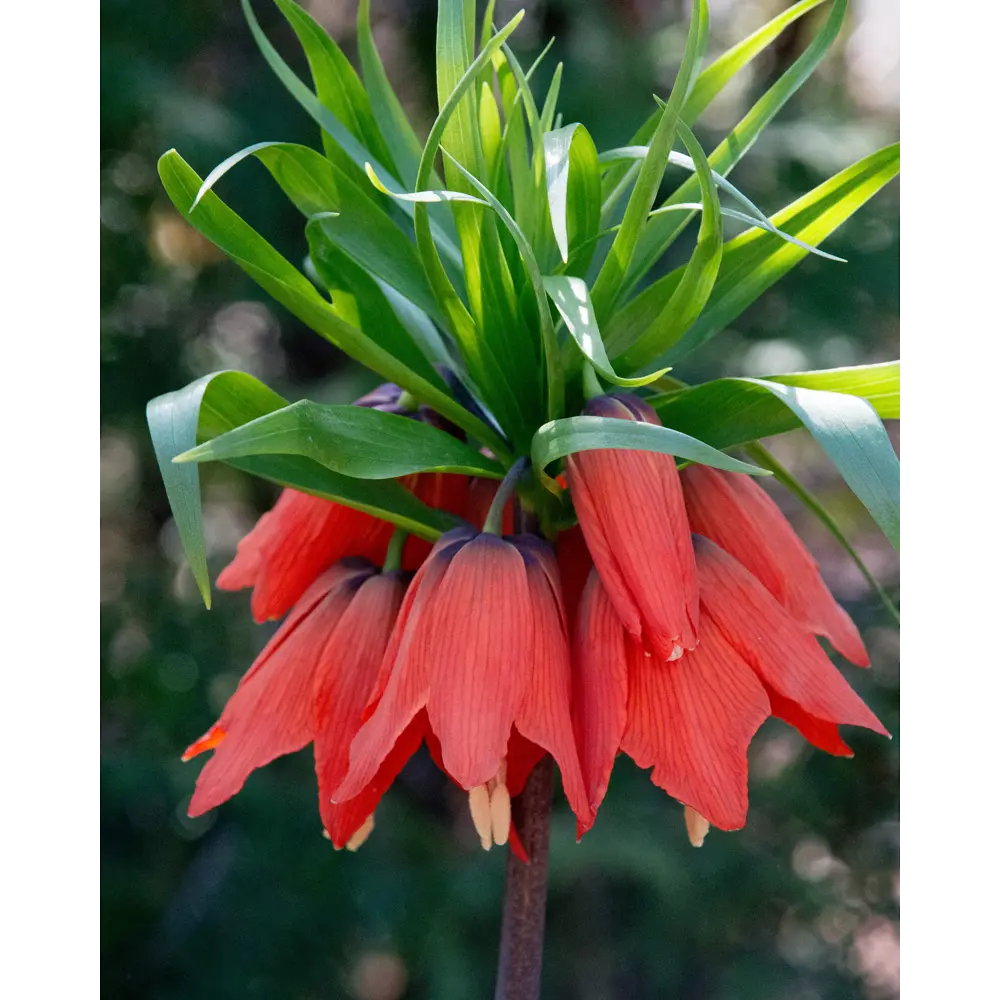 ПОИСК Рябчик императорский Рубра Максима - экзотический многолетник с алыми цветами 89381411 STLM-1574468