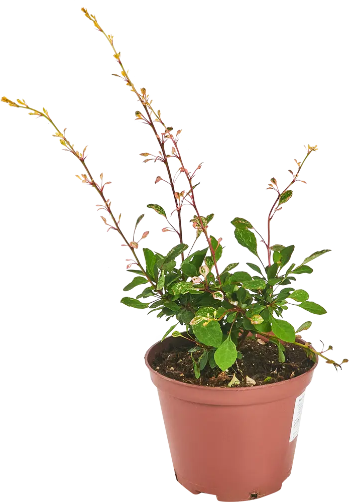 Барбарис Тунберга Наташа от Santreyd - декоративный кустарник с розово-белой листвой 87811874