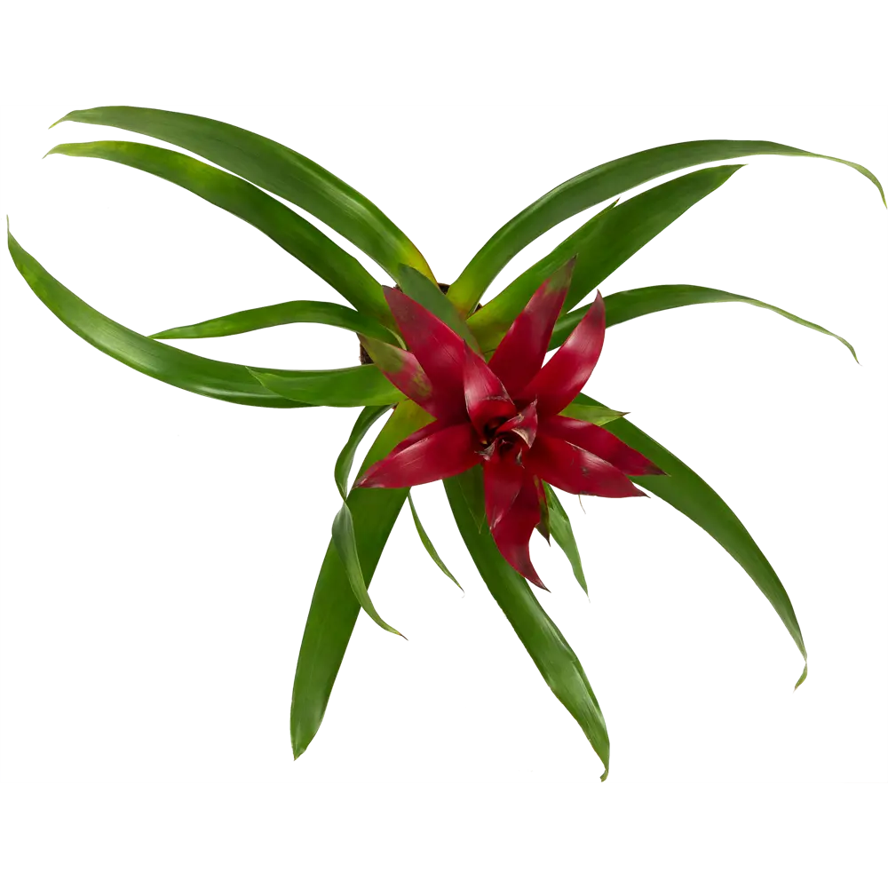 Гузмания микс Santreyd — экзотический акцент для интерьера 14032599 STLM-0004211 - Вид №1