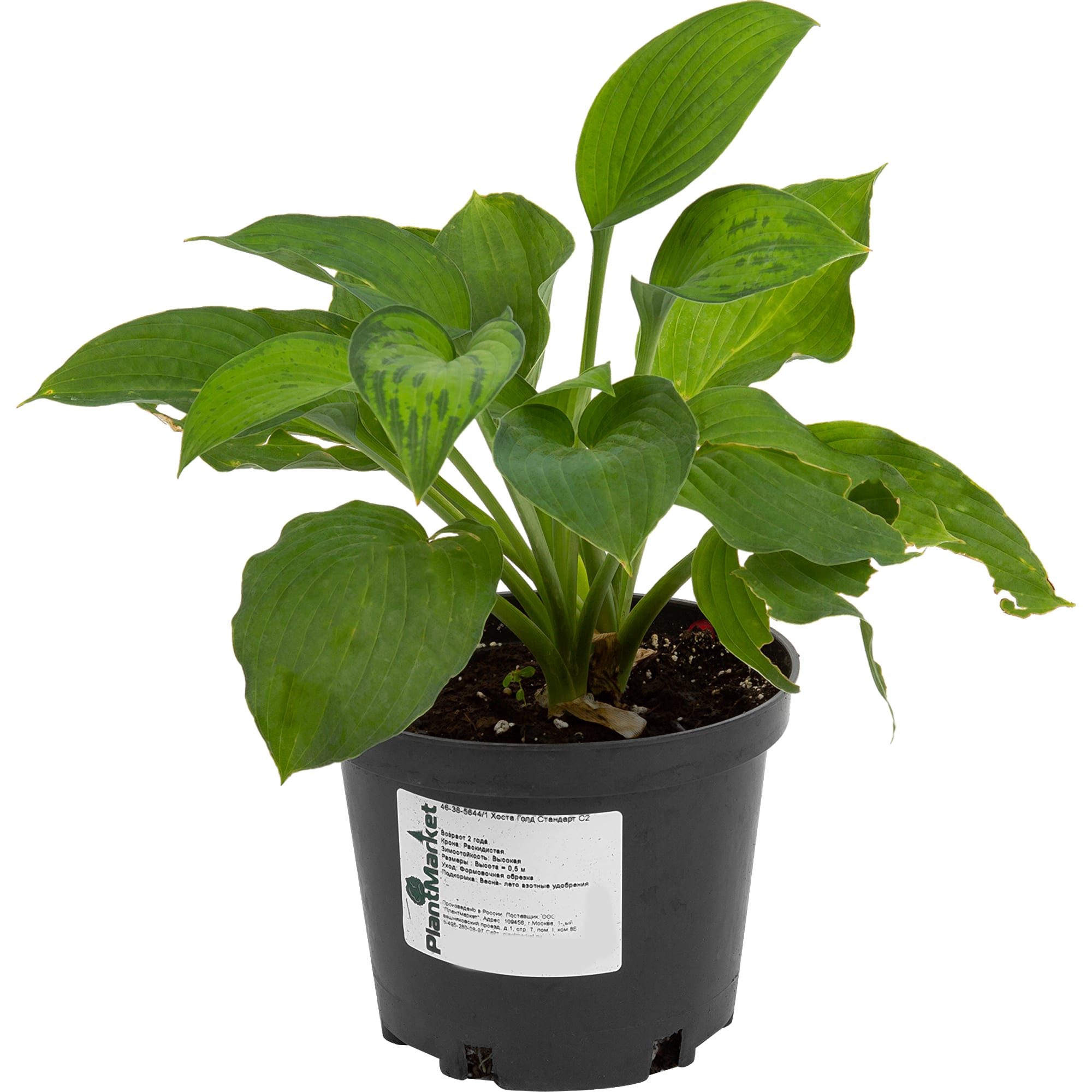 82625338 Хоста «Голд Стандарт» 15x40 см Santreyd  - Вид №1