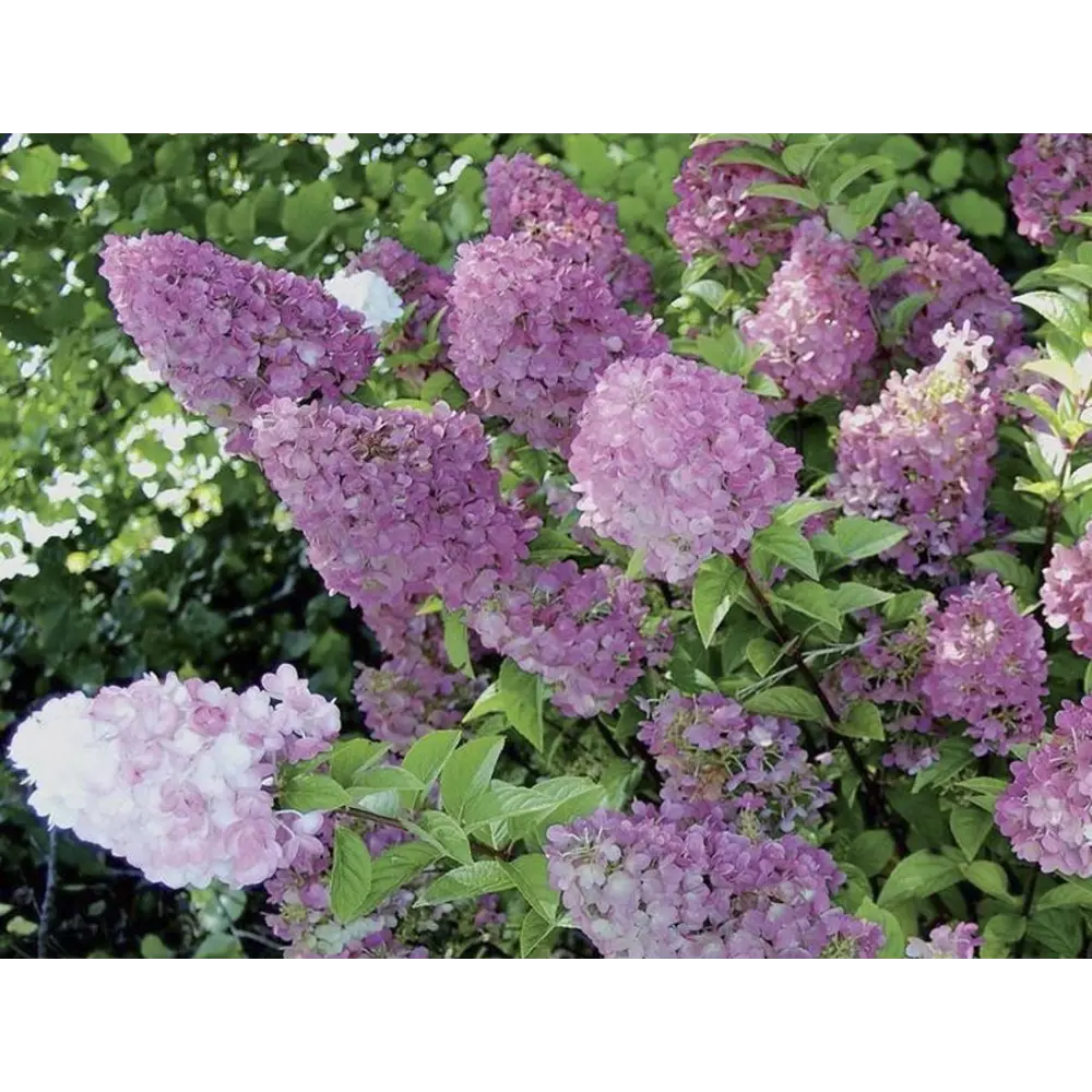 Гортензия метельчатая «Сандей Фрайз» 15x20 см 82594838 STLM-2093459 Santreyd 