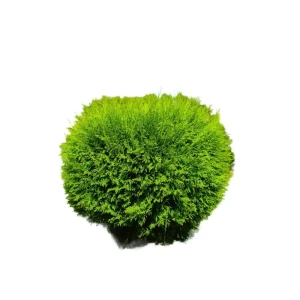 Туя западная Вудварди - шаровидный хвойник для сада 89386831