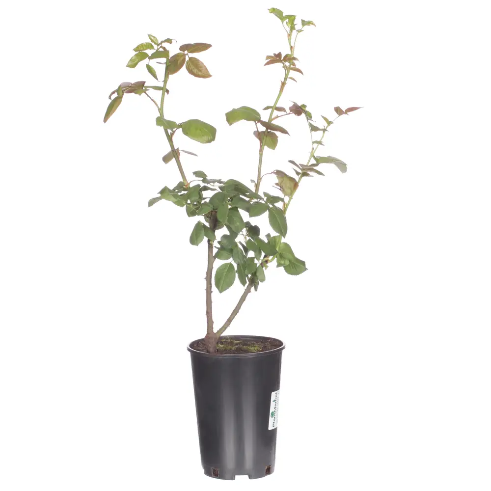 Роза чайно-гибридная «Анастасия» С2, цвет белый 81969318 STLM-2125139 PLANTMARKET 