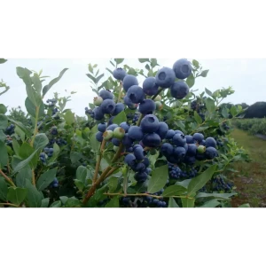 Голубика садовая Патриот ø13 h20 см