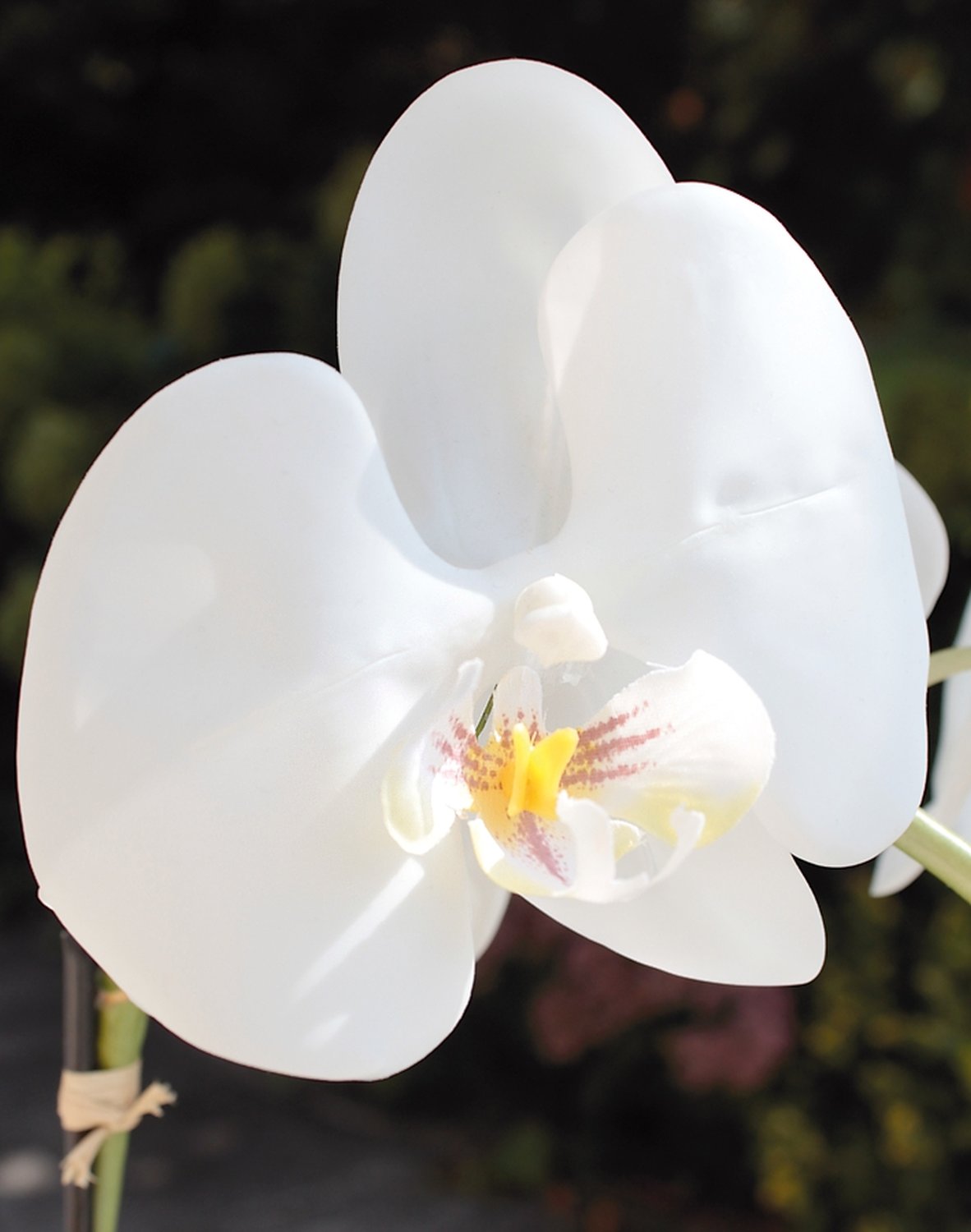 2604 778 a3 Искусственная орхидея Phalaenopsis, 2-х кратная, в керамическом горшке, 100 см, real touch, бежево-белая H-andreas  - Вид №8