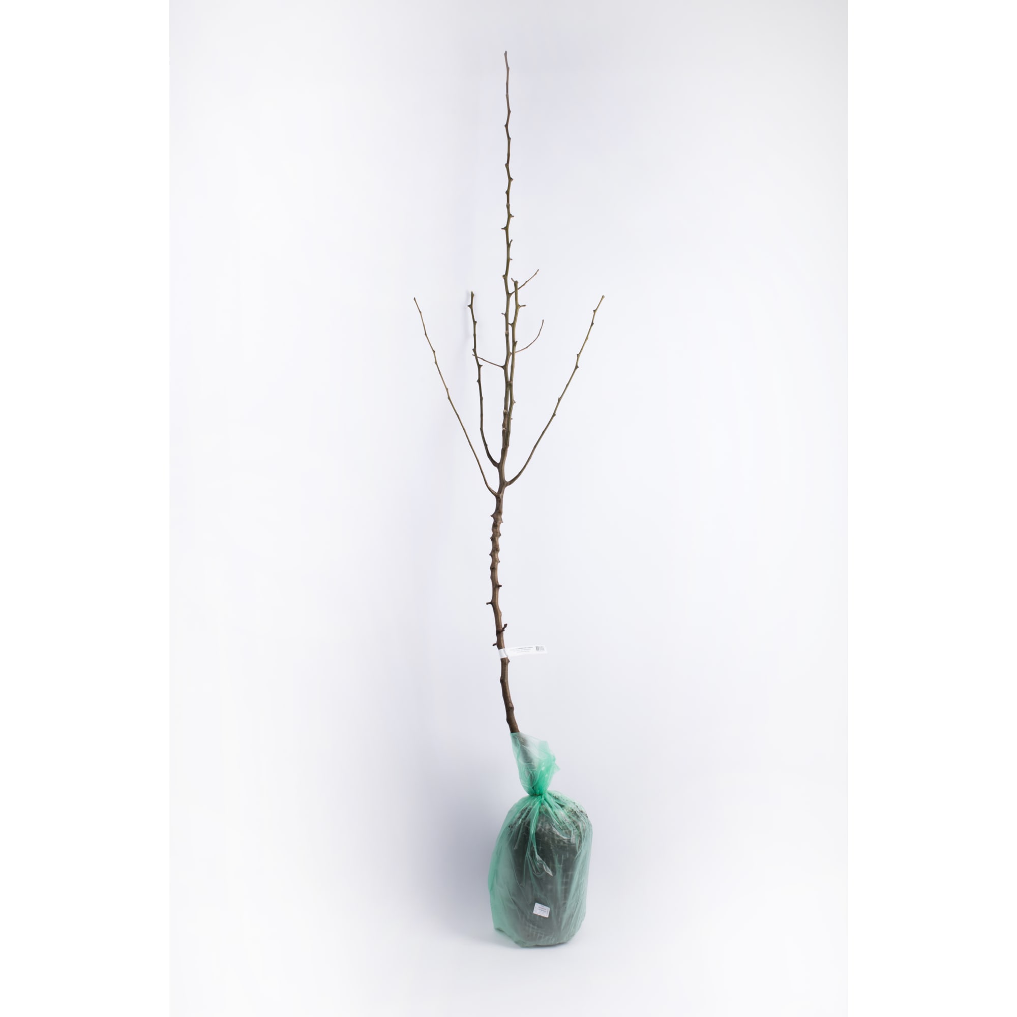 83788002 Груша Кафедральная h220 см Santreyd 