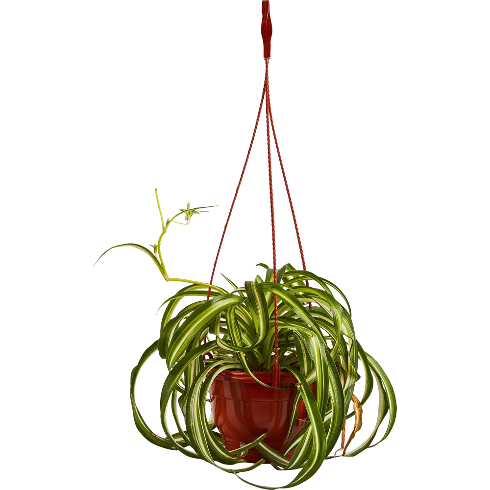 Хлорофитум Бонни Santreyd — изящный каскад зелени для вашего интерьера 85535974 STLM-0063574