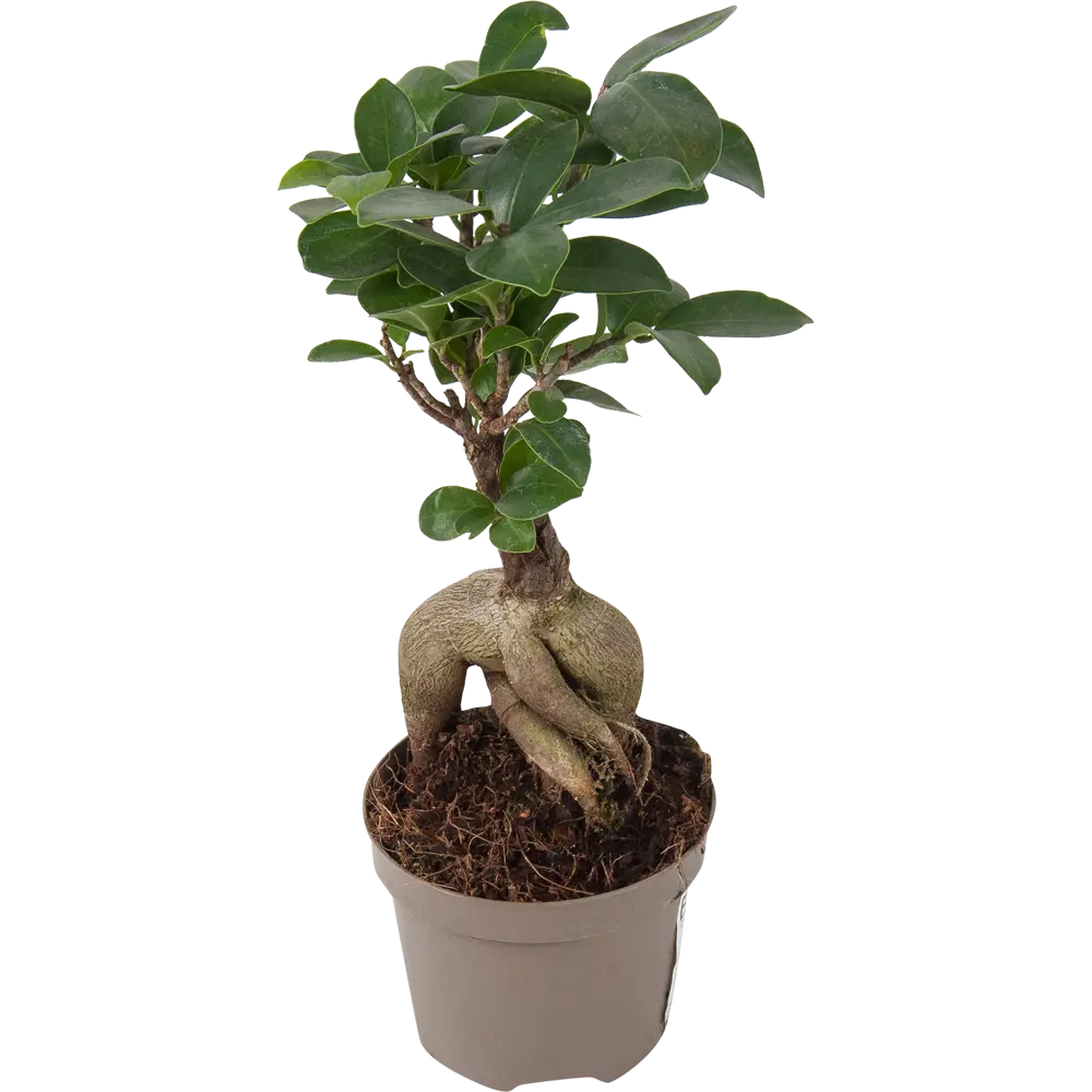 Бонсай фикус Santreyd — миниатюрное дерево для интерьера 82578759 STLM-0030467