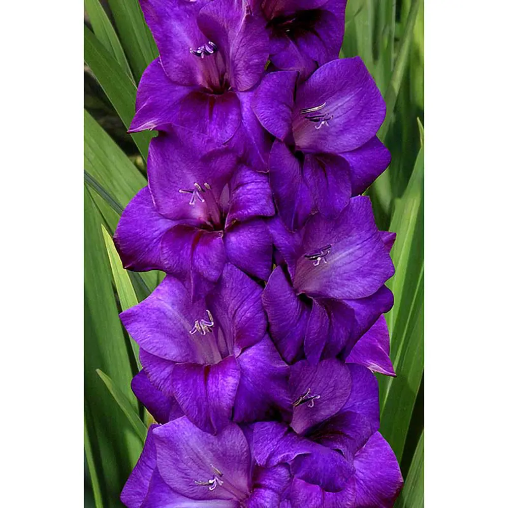 Гладиолус крупноцветковый Блу Берд 2 шт ПОИСК STLM-2117946 - Вид №1