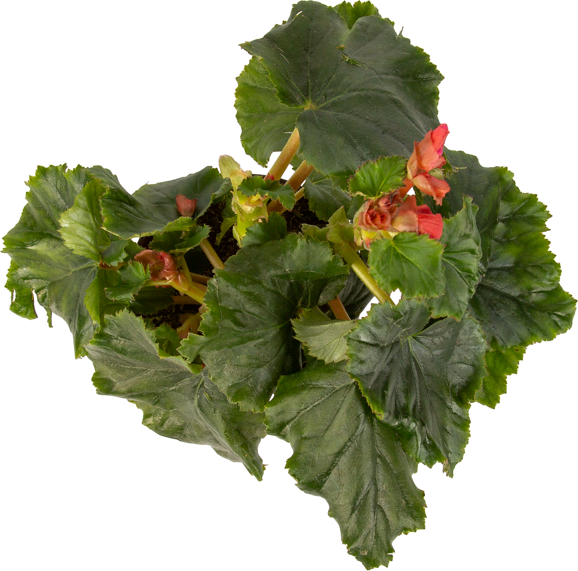 Бегония элатиор Santreyd - цветущее комнатное растение 83248143 STLM-0039916 - Вид №1