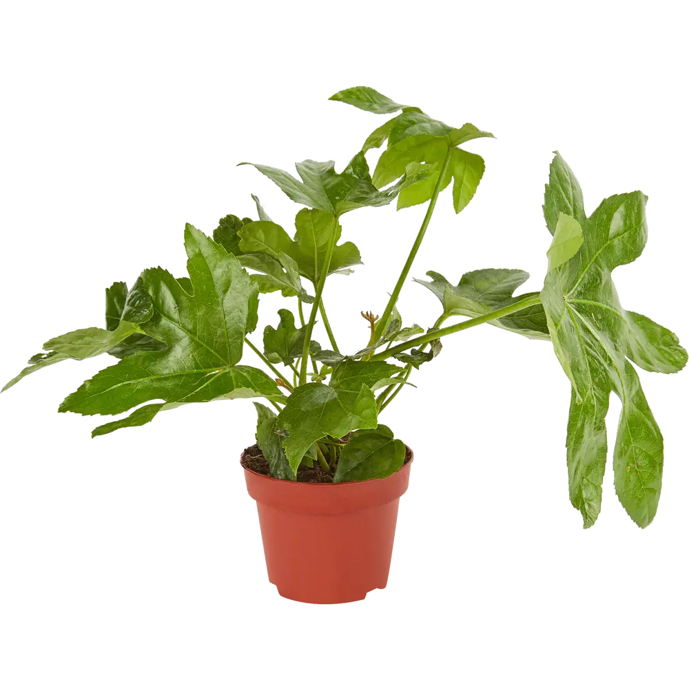 Santreyd Фатсия — изумрудная крона для интерьера 11945640 STLM-0954226