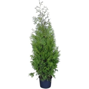 Туя западная Брабант ø19 h60-80 см 84173521 STLM-2092165