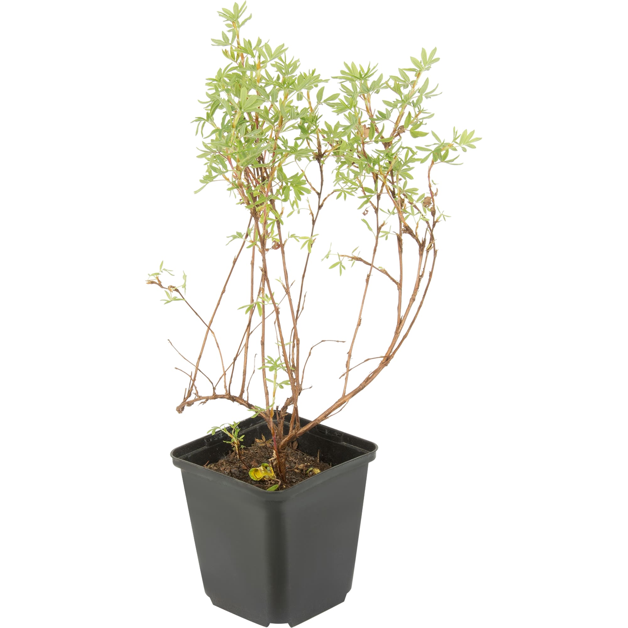 82176168 Лапчатка кустарниковая «Манго Танго» P9 Santreyd  - Вид №2