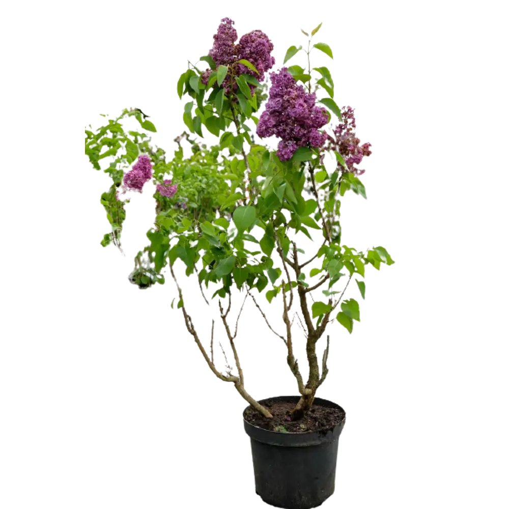 Сирень Красная Москва ø15 h35 см PLANTMARKET STLM-2063750