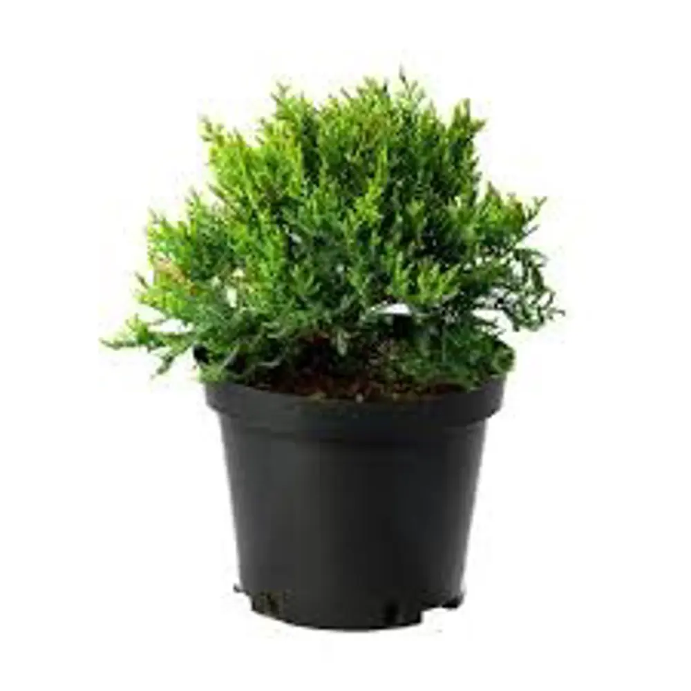 Можжевельник средний Фитцериана Глаука ø13 h40 - 50 см 89465443 STLM-2154910 PLANTMARKET  - Вид №1