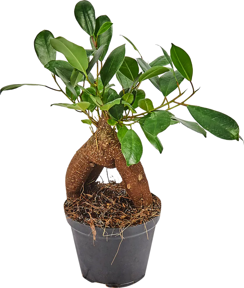 Фикус микрокарпа Santreyd - миниатюрное дерево для интерьера 82578709