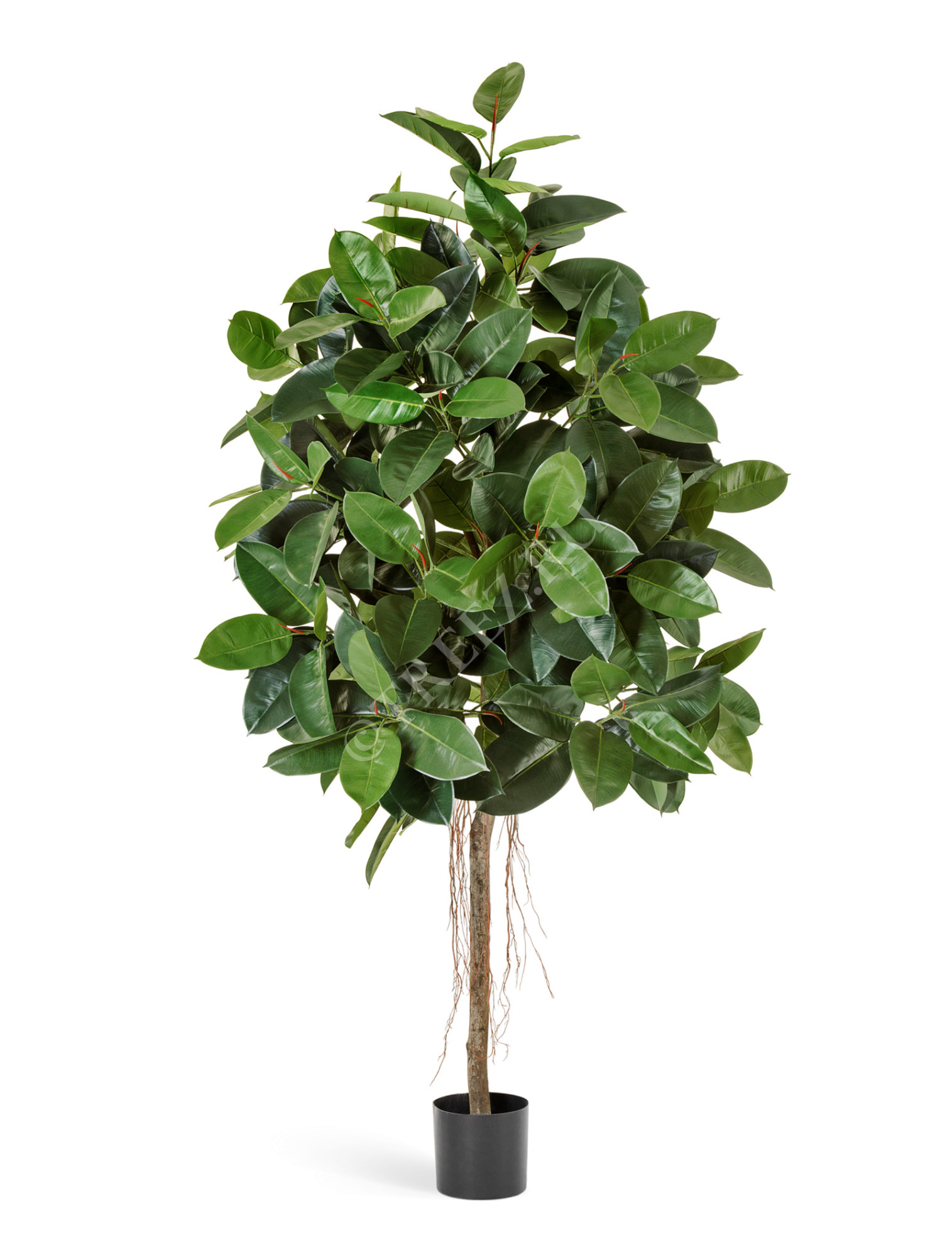 10.33407N Фикус Эластика зелёный Цветочная коллекция 