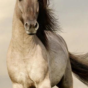 A1-087 Фотообои DIVINO Collection A 2.7х1 м