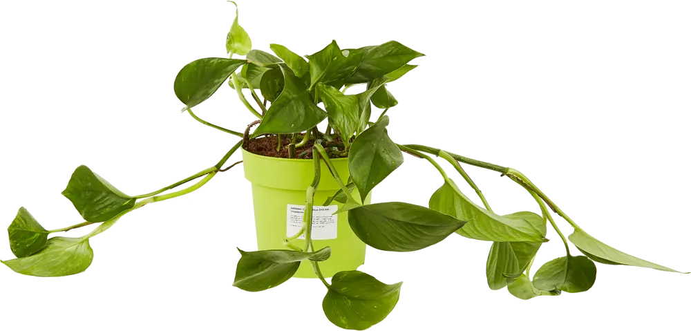 84586941 Сциндапсус микс ø15 h40 см Росток STLM-0052398