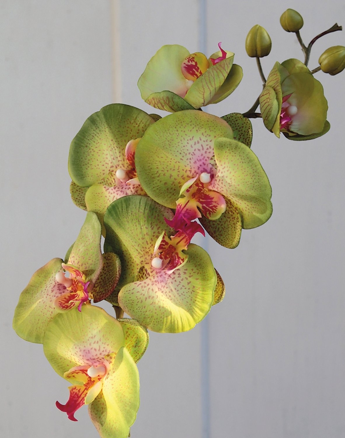 2581 805 a3 Искусственная орхидея Phalaenopsis, 103 см, real touch, зелено-роза H-andreas  - Вид №4