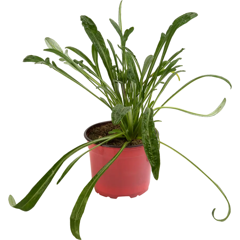 Santreyd Газания - ароматный многолетник для сада 83248418 STLM-0039945