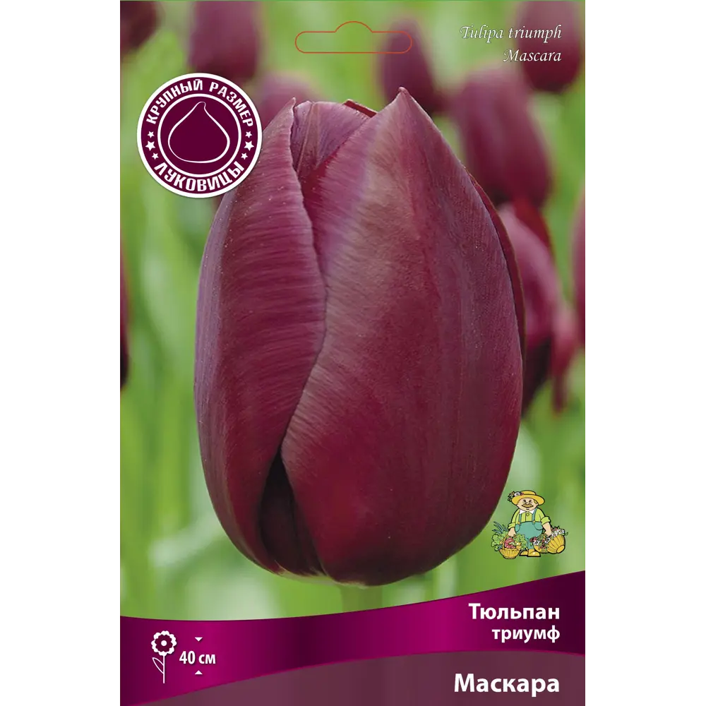 Тюльпан триумф Маскара GEOLIA STLM-2129496