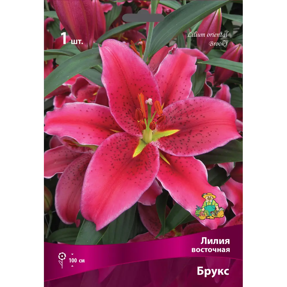 Лилия восточная Брукс - ярко-розовые цветы для сада 83597421 Santreyd STLM-1584968