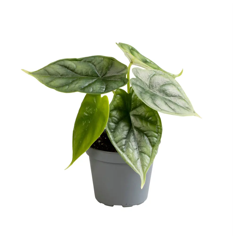 Santreyd Алоказия Драгон Скэйл — тропический акцент интерьера 89374990