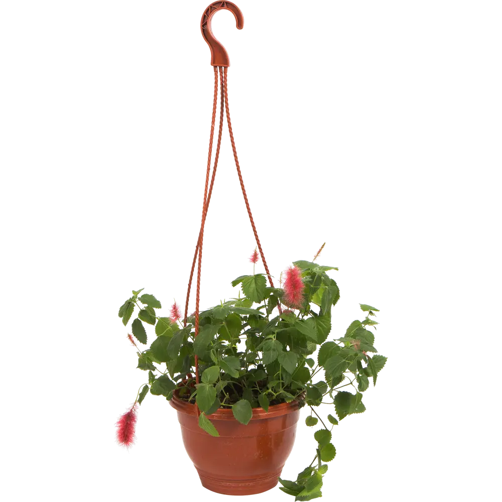 Santreyd Акалифа с красными соцветиями в кашпо 16×25 см 82649974 STLM-0032829