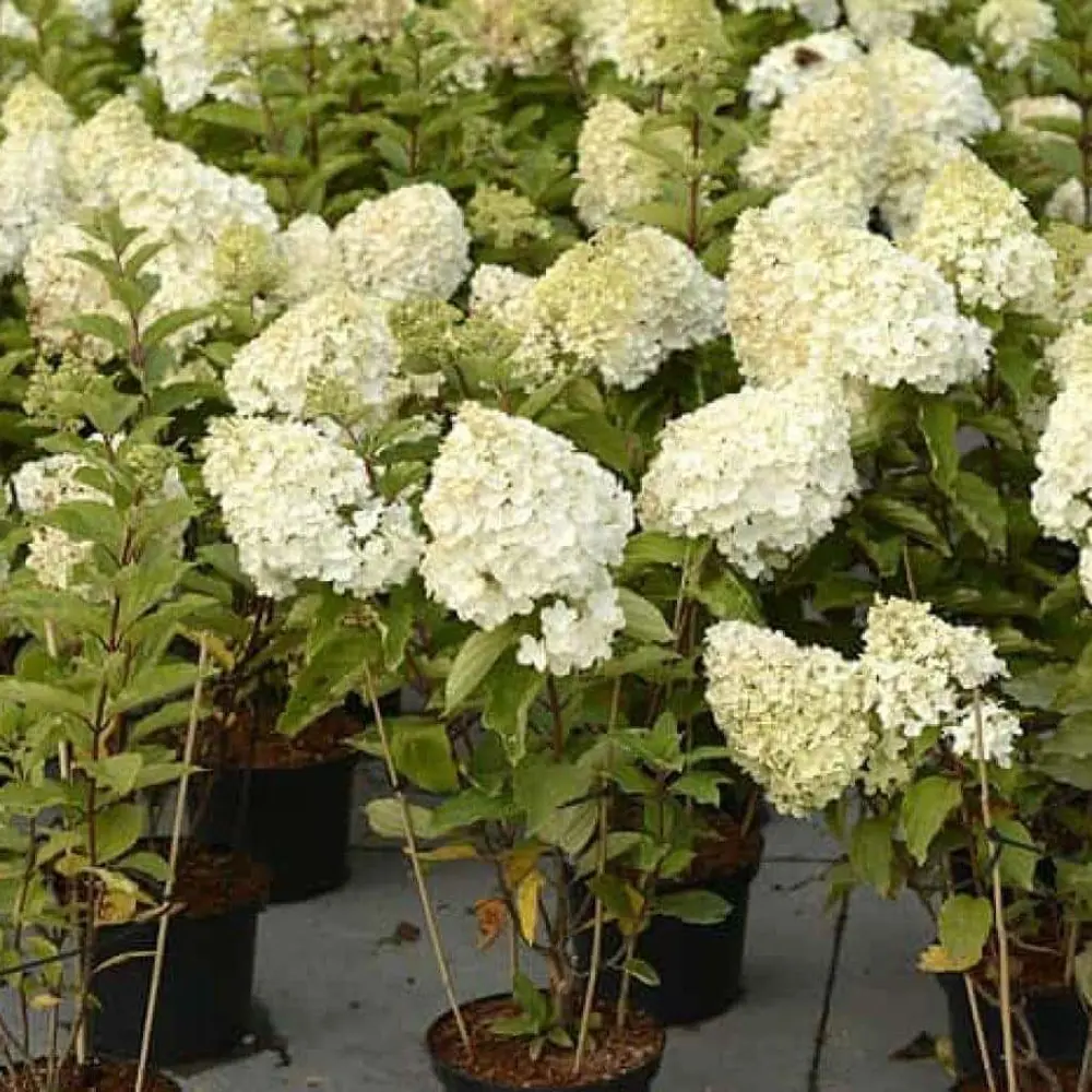 Гортензия метельчатая Полар Биар ø15 h35 см 84831988 STLM-2047268 PLANTMARKET 