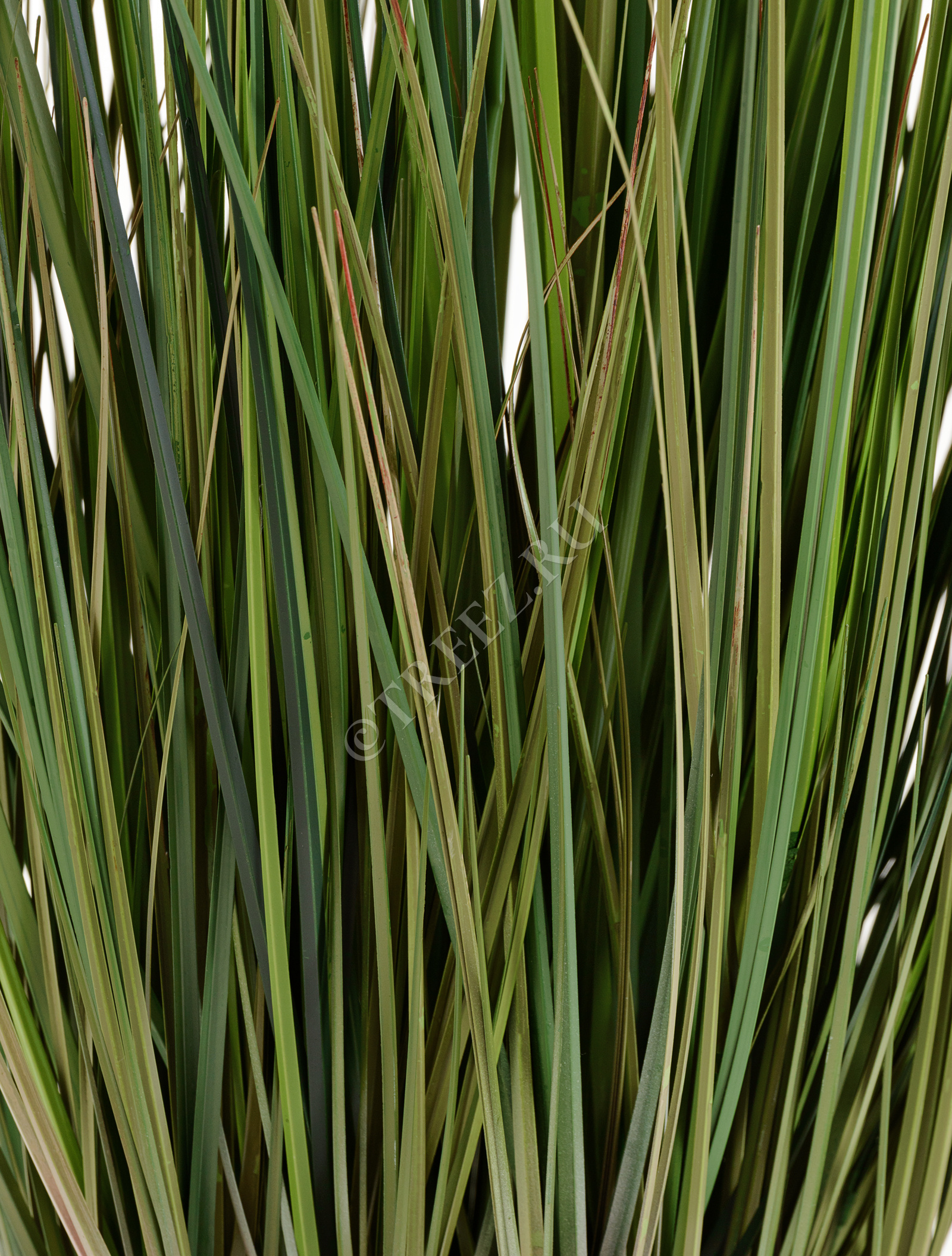 20.1040L-090 Трава Осока Элеганс куст с зелёными султанами Цветочная коллекция  - Вид №5