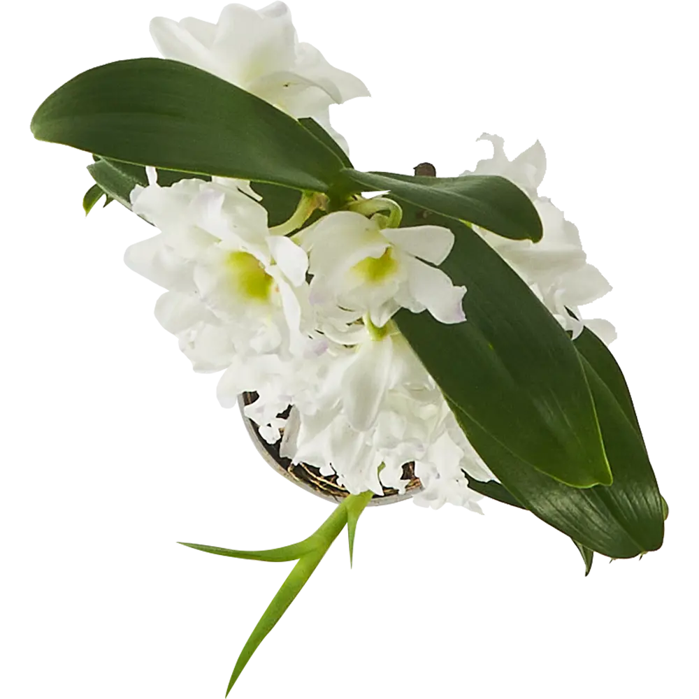 Santreyd Орхидея Дендробиум Нобиле Аполлон - изящное украшение интерьера 86728101 STLM-0070973 - Вид №2