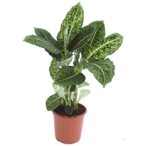 Диффенбахия Santreyd — вечнозеленое украшение интерьера 12500387