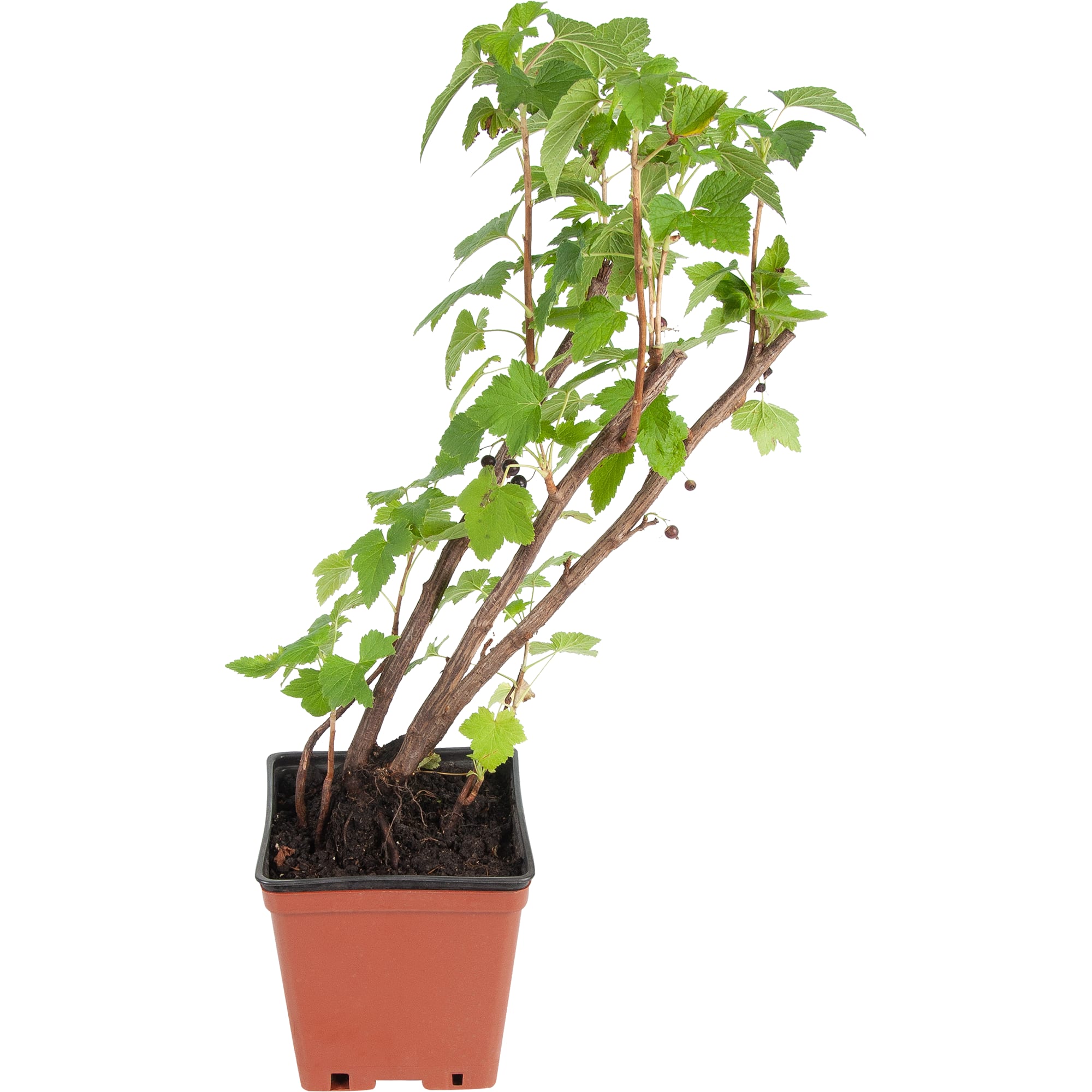 81954950 Смородина чёрная С2 «Ядрёная» h40 Santreyd 