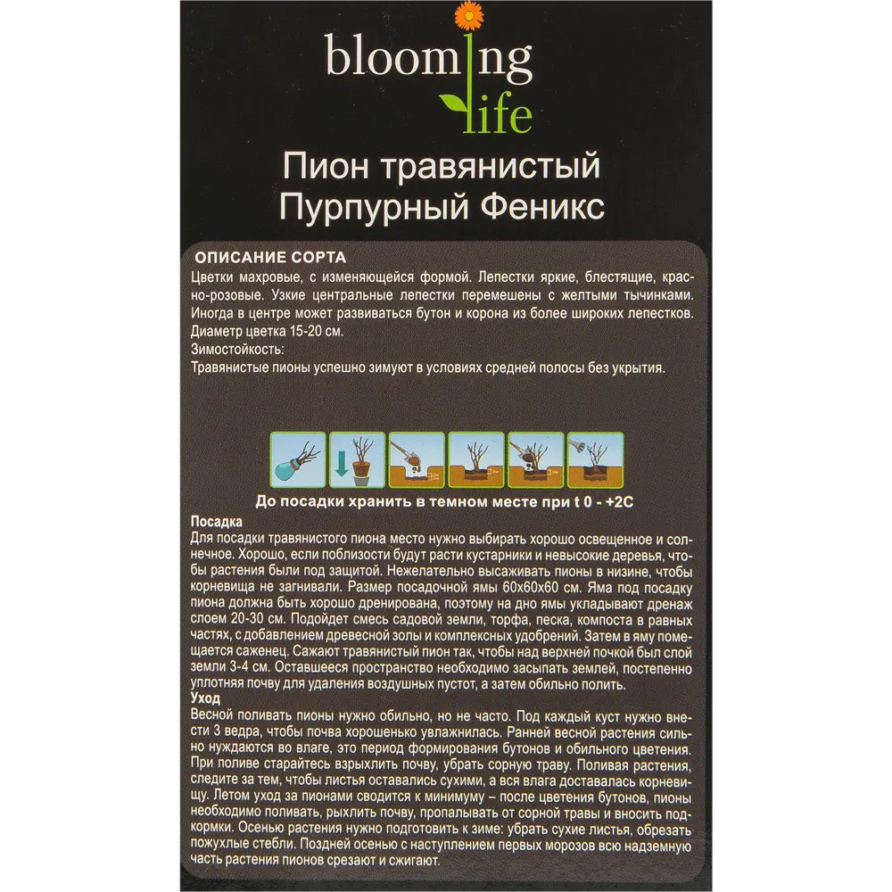Пион травянистый Пурпурный феникс в тубе 82539507 STLM-2050794 BLOOMING LIFE  - Вид №1