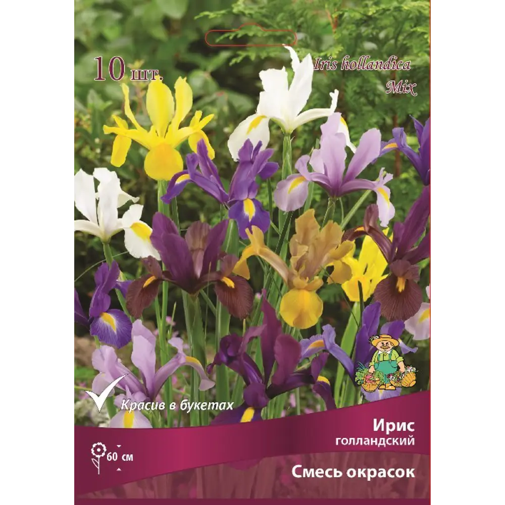 ПОИСК Ирис голландский Бордо микс - луковицы для яркого сада 83597273 STLM-1562937