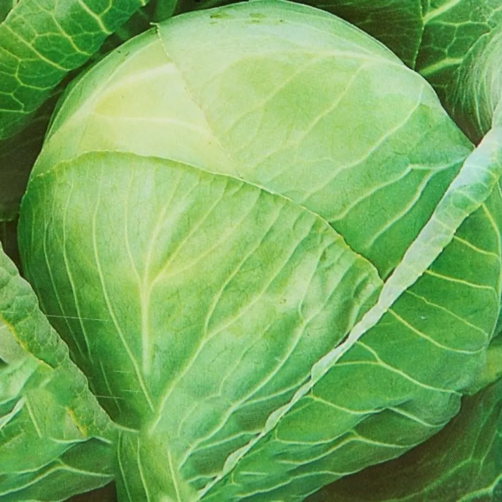 САДОК Семена капусты белокочанной «Землячка» ультраскороспелый сорт 82110724