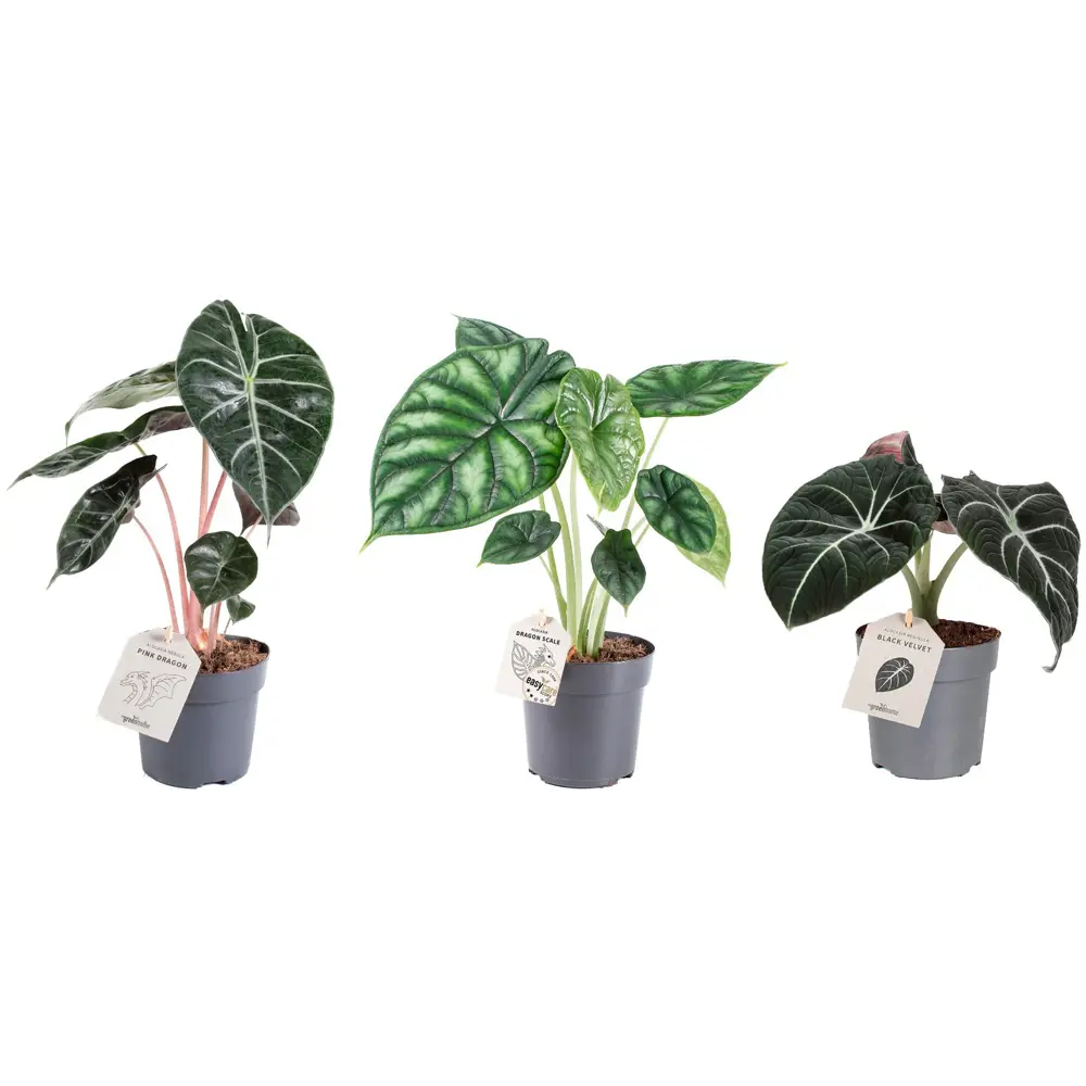 Santreyd Алоказия - экзотическое комнатное растение с декоративными листьями 87819685 STLM-0075885 - Вид №1