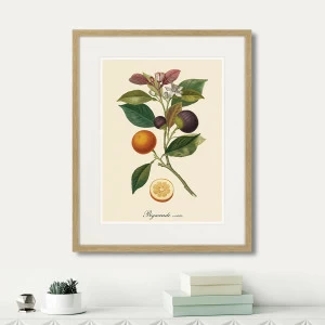 Литография на тонированной бумаге 52х42 см Juicy fruit lithography №11, 1870г. КАРТИНЫ В КВАРТИРУ  264437 Белый;коричневый;разноцветный