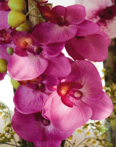 2767 490 a3 Пластиковая орхидея Phalaenopsis & bamboo в стеклянном горшке, 76 см, красно-черная H-andreas