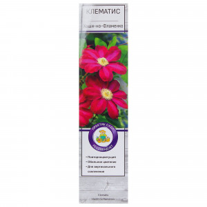 81951274 Клематис «Хоши но Фламенко»