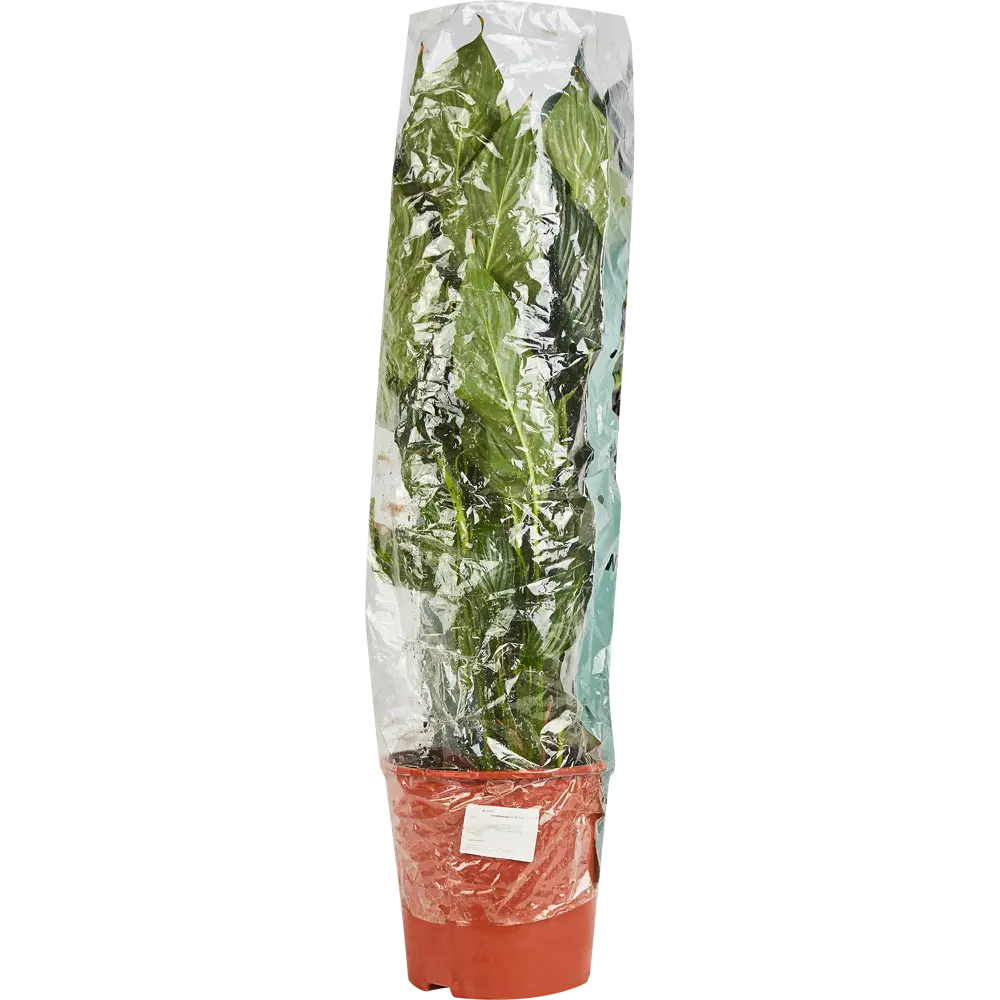 Santreyd Спатифиллум 'Женское счастье' - элегантное комнатное растение с белыми цветами 86750222 STLM-0071270 - Вид №3