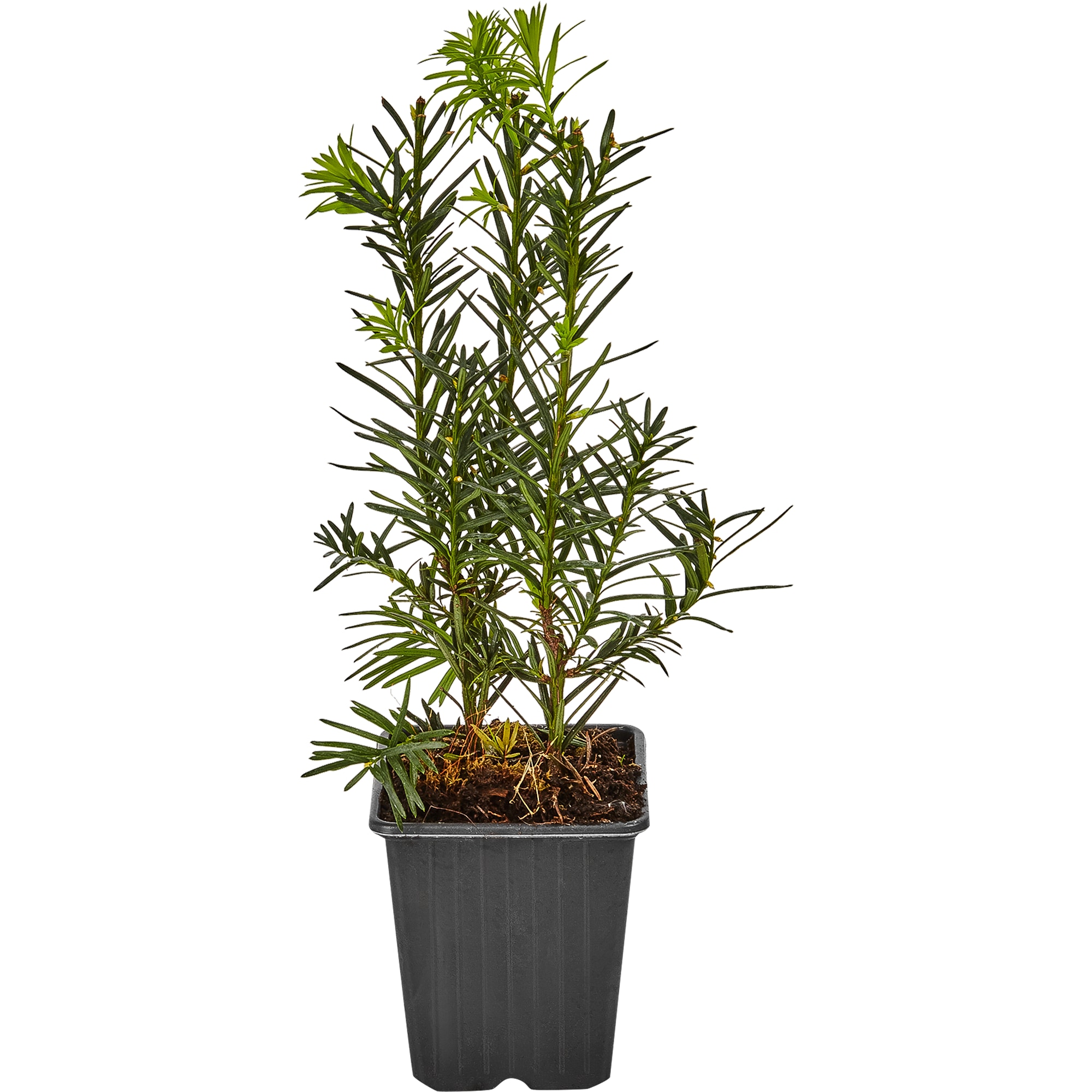 82601670 Тис средний «Хикси» 9x20 см Santreyd  - Вид №1