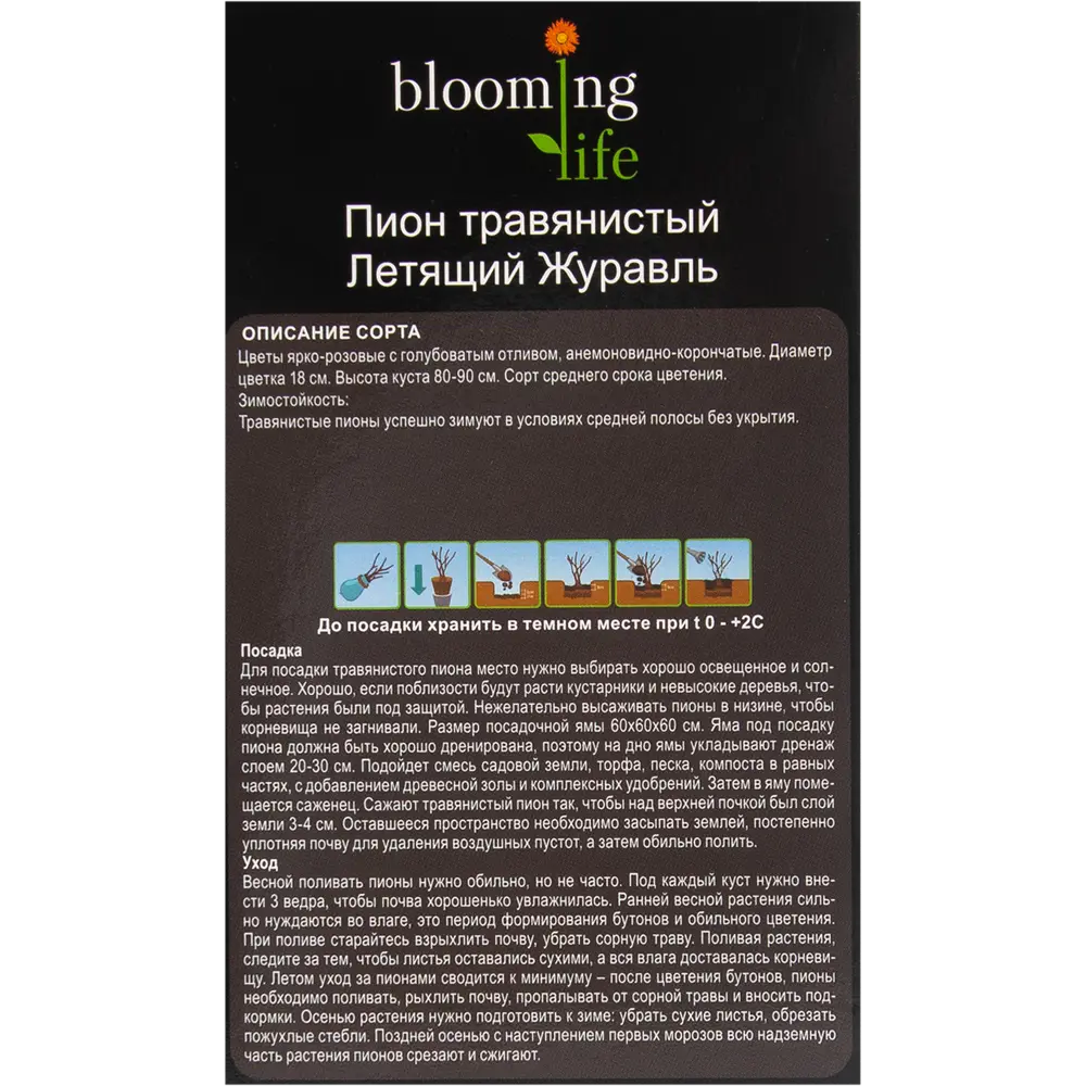 Пион травянистый Летящий журавль в тубе 82539504 STLM-2202502 BLOOMING LIFE  - Вид №2