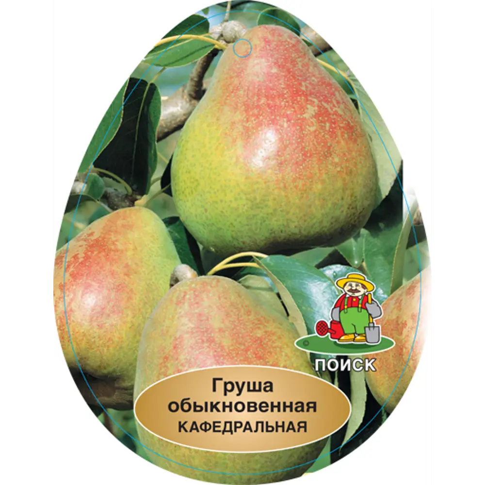 Груша Кафедральная h220 см 83788002 STLM-2006780 Santreyd  - Вид №1