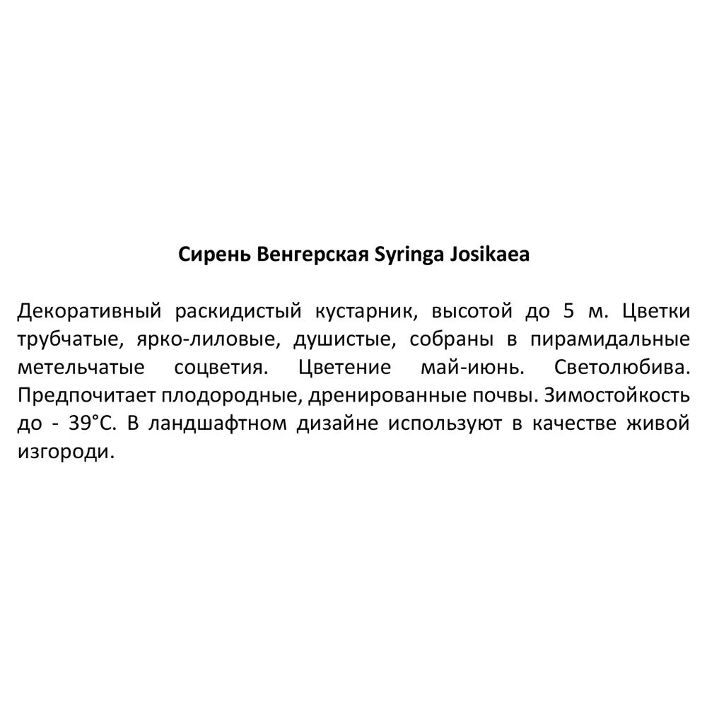 Сирень венгерская ø20 h130 см Кутепово 84405849 STLM-2193983 Santreyd  - Вид №3