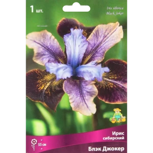 Ирис сибирский Блэк Джокер 85204860 STLM-2016805