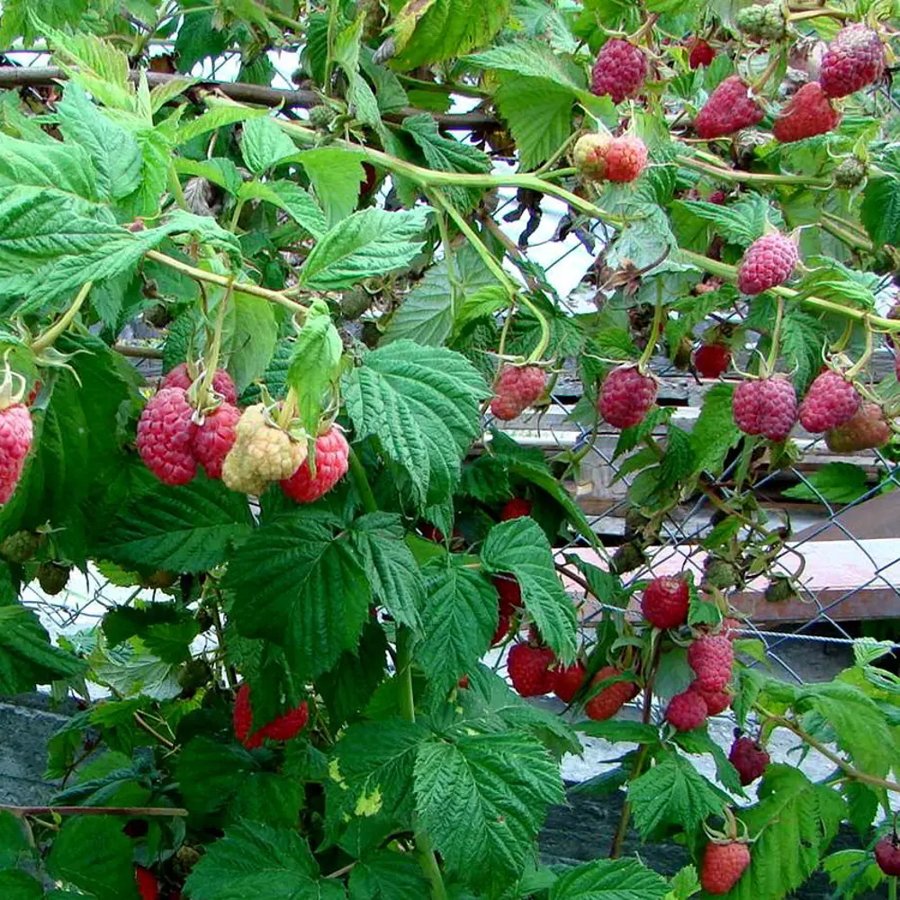 Малина обыкновенная Маросейка пакет 89465369 STLM-2060564 PLANTMARKET 