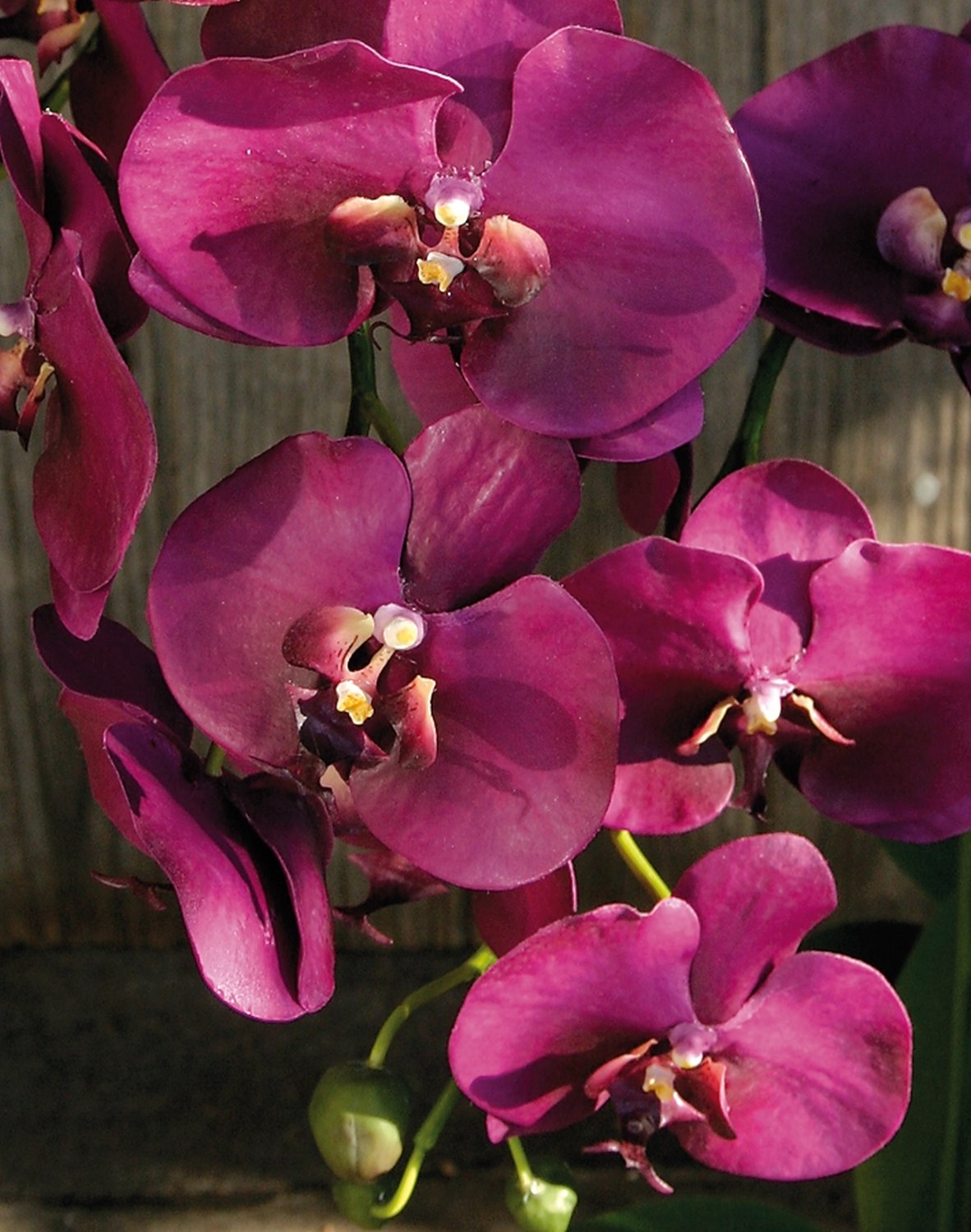 2506 499 a3 Орхидея имитация Phalaenopsis, 2-х кратная, горшечная, 80 см, real touch, антично-темно-красный H-andreas 