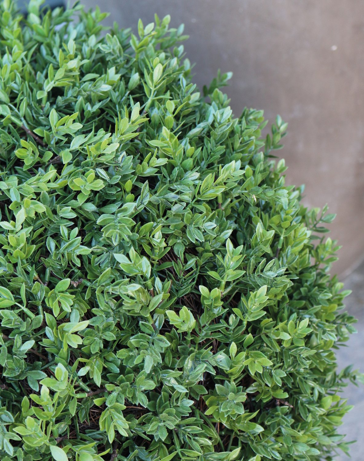 4979 883 a3 Мяч из искусственного самшита, синтетический материал, в горшке, 60 см, зеленый H-andreas  - Вид №4